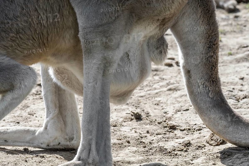 Close up of red kangaroo (Macropus rufus) female carrying joey in pouch, native to Australia