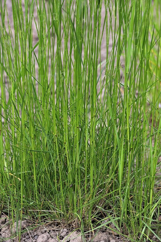 Creeping bentgrass, Creeping bent, Fiorin, Spreading bent, Carpet bentgrass, Redtop (Agrostis stolonifera), grass species native to Eurasia and North Africa