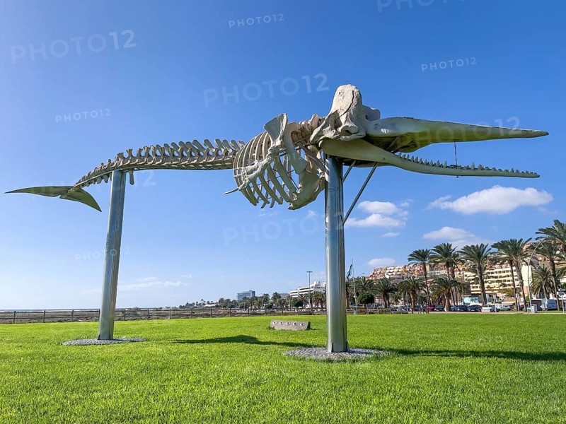 Skeleton of 15 metre long sperm whale (Physeter macrocephalus) displayed on stilts on public ground meadow in front of Matorral beach in Morro Jable on Jandia peninsula Order whales (Cetacea), right in the background hotel complex, Morro Jable, above bright blue sky right scattered clouds Altocumulus, Jandia peninsula, Fuerteventura, Canary Islands, SpainFuerteventura, Canary Islands, Spain, Europe
