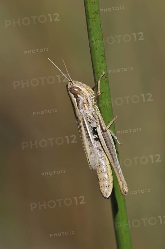 Sharp-tailed grasshopper (Euchorthippus declivus, Acridium declivus), female climbing grass stem