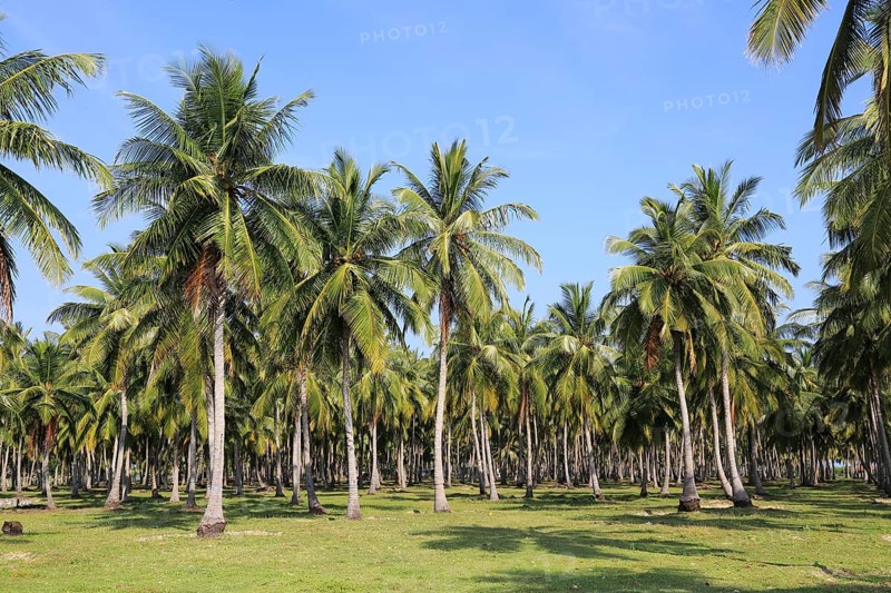Coconut tree plantation, Pasikudah Bay, Eastern Province, Sri Lanka, Asia