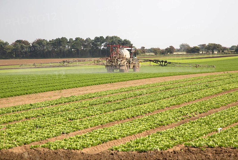 Sprayer spraying lettuce crop, Bawdsey, Suffolk, England, UK