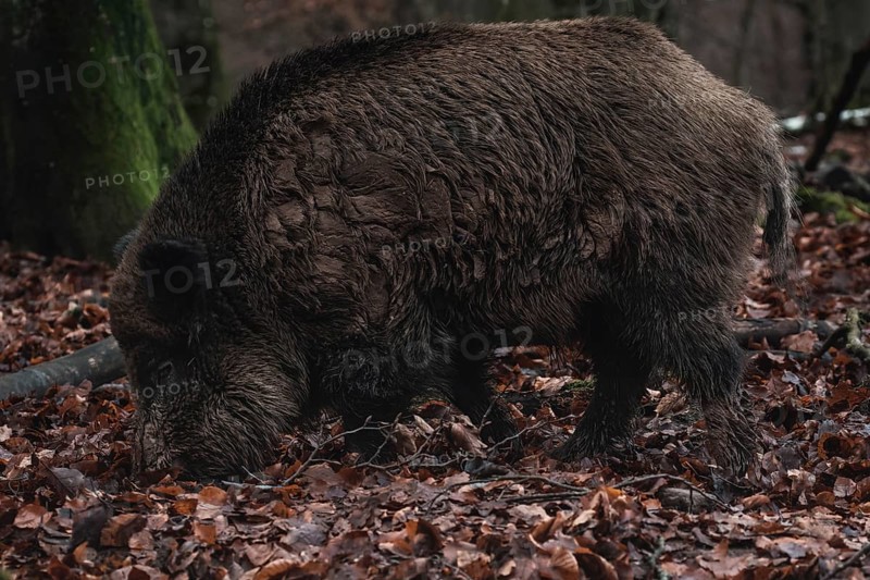 A wet wild boar rummaging through the forest floor for food, Stuttgart, Baden-Wuerttemberg, Germany, Europe