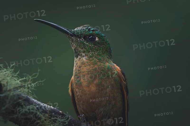 A fawn-breasted brilliant (Heliodoxa rubinoides) small green bird resting on a branch in the jungle, Armenia, Colombia, South America