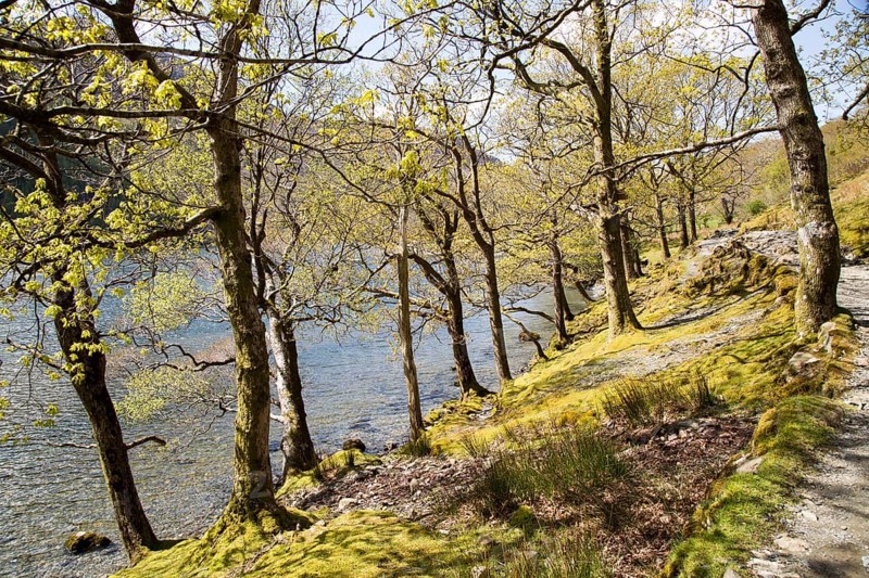 Lakeside woodland, Lake Buttermere, Lake District national park, Cumbria, England, UK