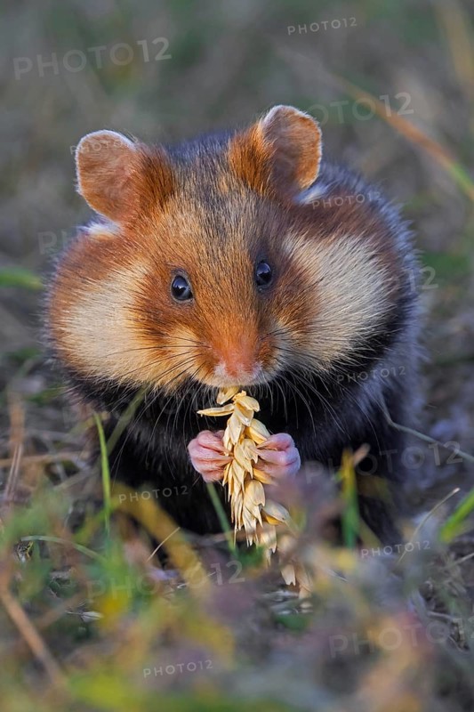 European hamster, Eurasian hamster, common hamster (Cricetus cricetus) with full cheek pouches eating grains from wheat spike, wheat ear in field