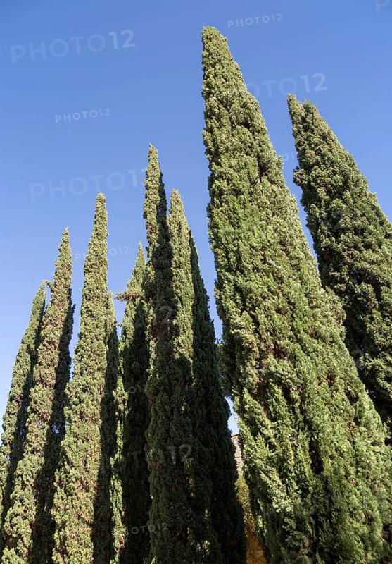 Cupressus sempervirens, cypress trees, Jerez de la Frontera, Spain, Europe