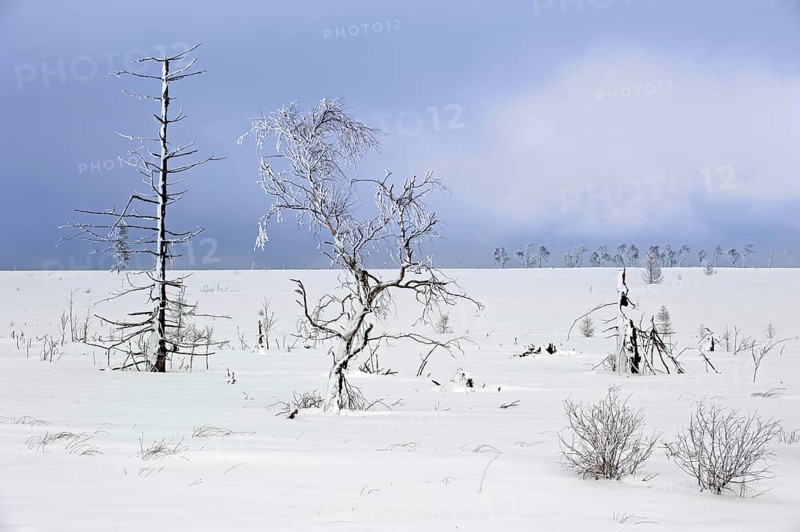 Snow covered burned trees in frozen moorland at Noir Flohay in the nature reserve High Fens, Hautes Fagnes in winter, Belgian Ardennes, Belgium, Europe
