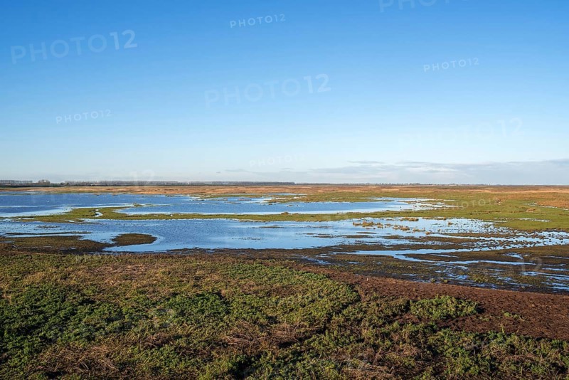 View over salt marsh of the Western Scheldt estuary at nature reserve Verdronken Land van Saeftinghe at Emmadorp, Zeeland, Netherlands
