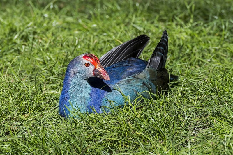 Western swamphen, sultana bird (Porphyrio porphyrio) resting on the shore