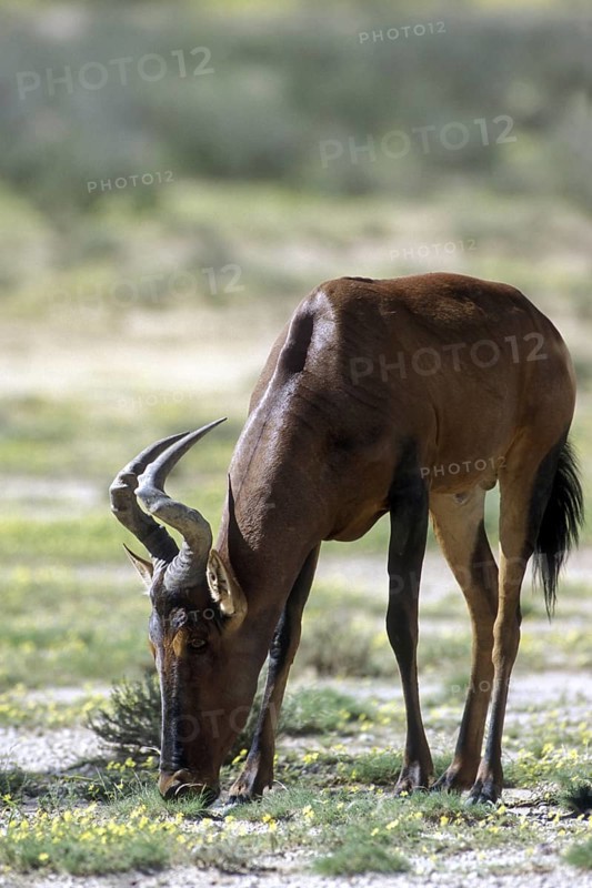 Red Hartebeest (Alcelaphus buselaphus) in the Kalahari desert, Kgalagadi Transfrontier Park, South Africa, Africa