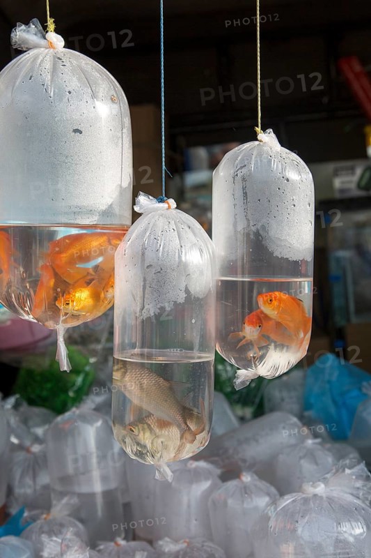 Goldfish on sale in plastic bags, Haputale market, Sri Lanka, Asia