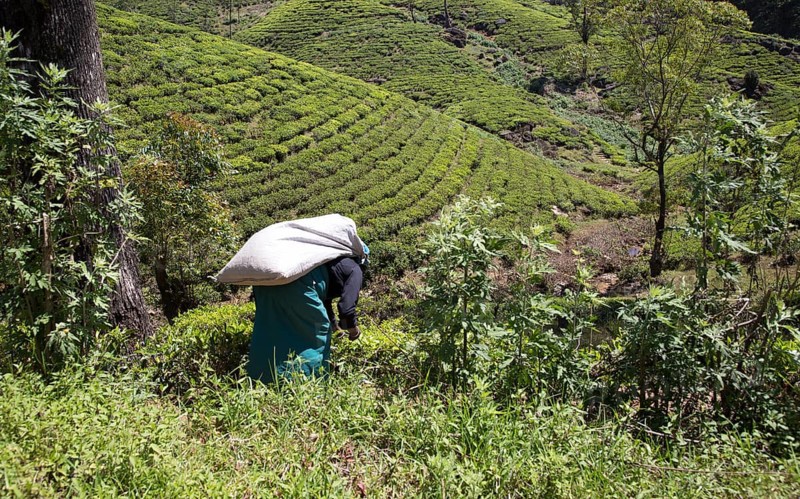 Female worker picking tea leaves on hillside, Nuwara Eliya, Central Province, Sri Lanka, Asia