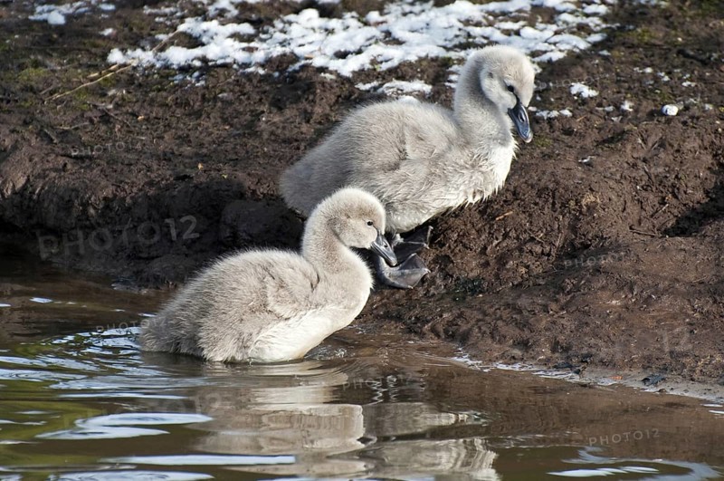 Two Black Swan (Cygnus atratus) chicks in winter, Belgium, Europe
