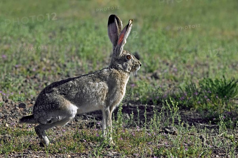 Black-tailed jackrabbit, American desert hare (Lepus californicus), native to western United States and Mexico