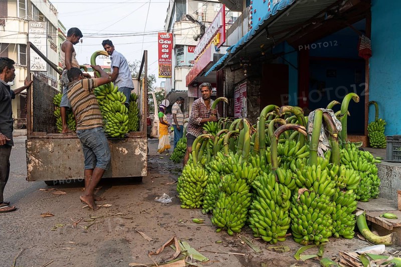 Banana bunches being loaded, banana trader, Pondicherry or Puducherry, Tamil Nadu, India, Asia