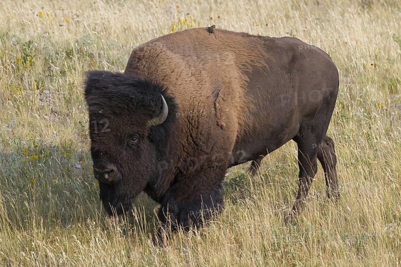 American bison, American buffalo (Bison bison) bull in summer, Waterton Lakes National Park, Alberta, Canada, North America