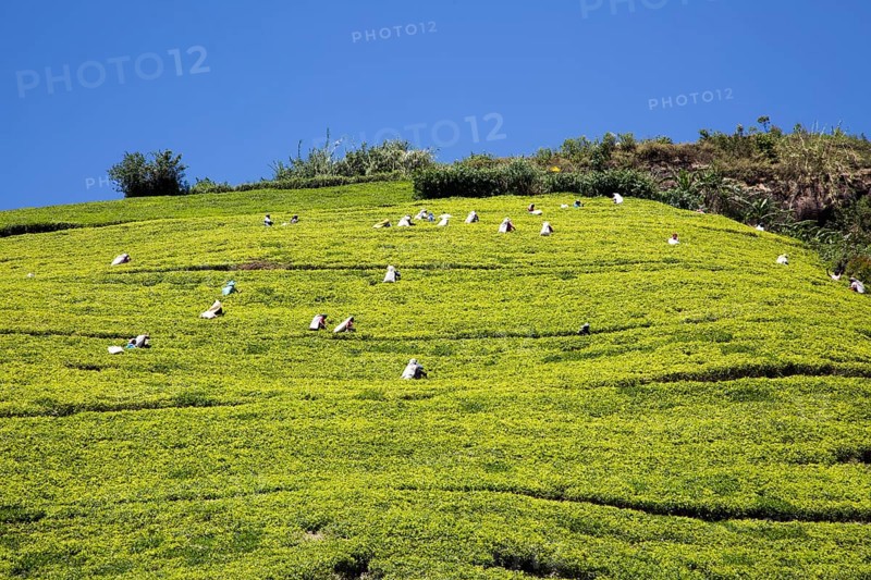Female workers picking tea leaves on hillside, Nuwara Eliya, Central Province, Sri Lanka, Asia