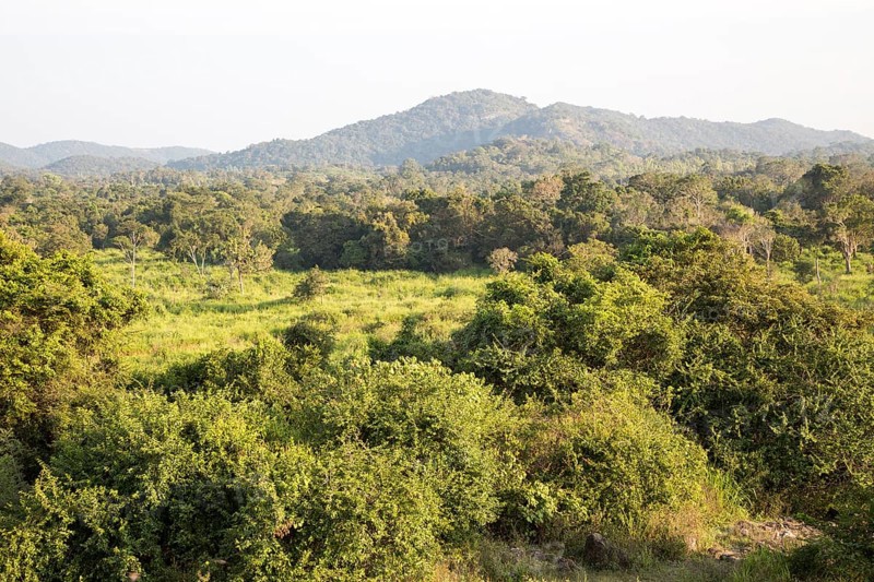Landscape overview Hurulu Eco Park biosphere reserve, Habarana, Anuradhapura District, Sri Lanka, Asia