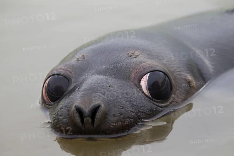 Hooded seal (Cystophora cristata), young female swimming, Germany, Europe