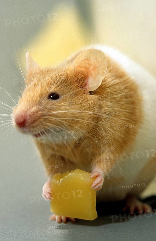 Golden hamster (Mesocricetus auratus) eating cheese