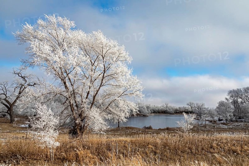 Kearney, Nebraska, Frost on trees along the Platte River on a January day