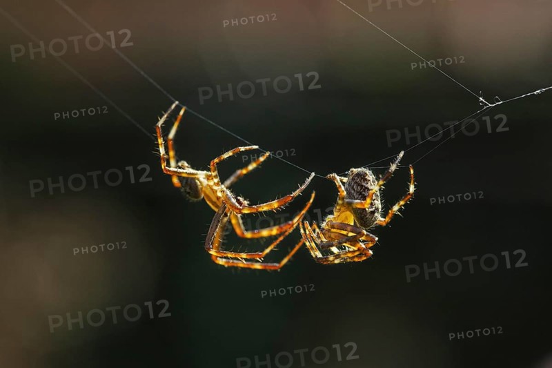 European garden spiders, diadem spider, cross spider, cross orbweaver (Araneus diadematus), courting male approaching female