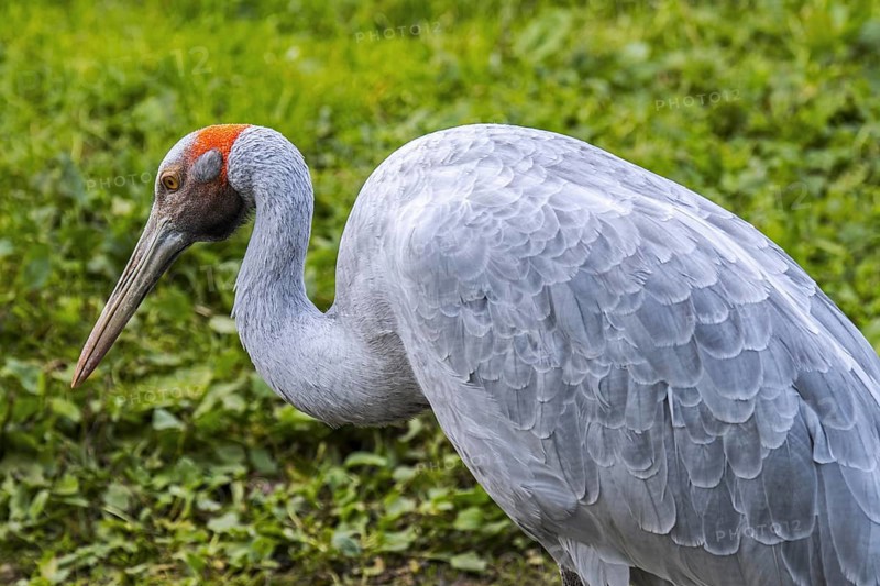 Brolga, native companion, Australian crane (Antigone rubicunda) native to Australia and New Guinea