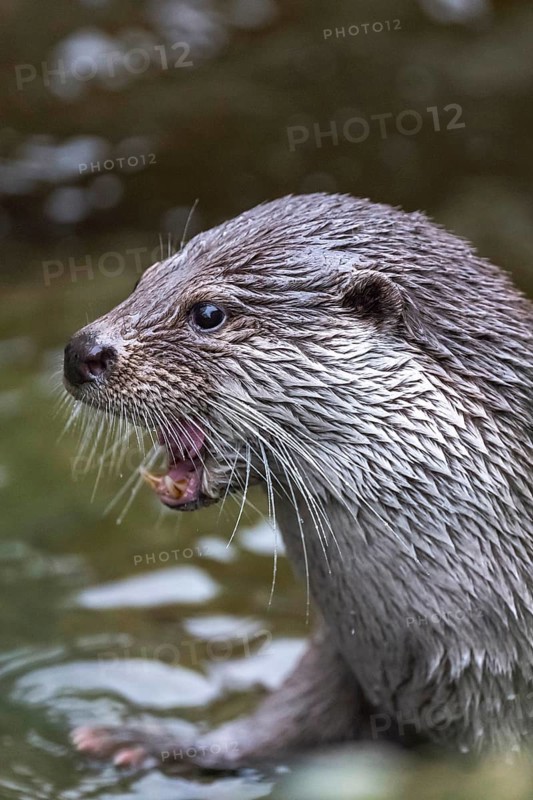 European otter Lutra lutra lutra