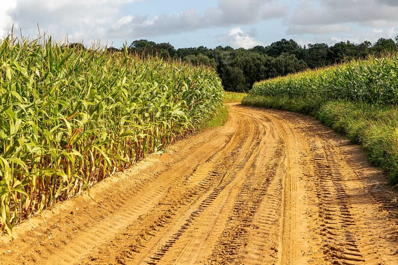 Sandy track in farmland through crop of sweetcorn maize Suffolk Sandlings, Sutton Heath, Suffolk, England, UK