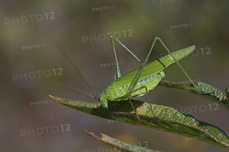 Sickle-bearing bush-cricket (Phaneroptera falcata) on leaf