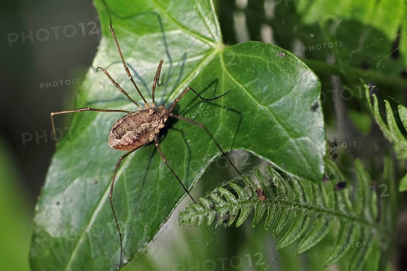 Spring harvestman, Pale-saddled harvestman (Platybunus triangularis, Rilaena triangularis, Opilio triangularis) on ivy leaf, Germany, Europe