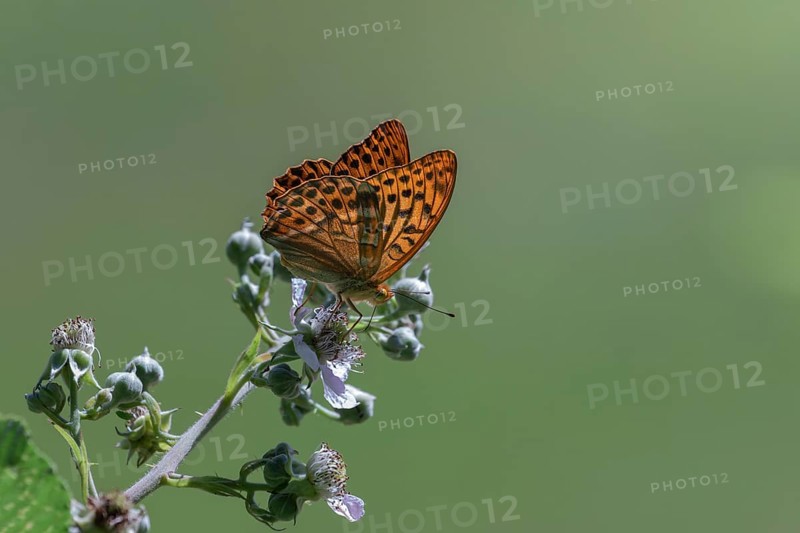 An Emperor Cloak, Argynnis paphia, silver stroke, butterfly sits on a plant and collects nectar, Stuttgart, Baden-Wuerttemberg, Germany, Europe