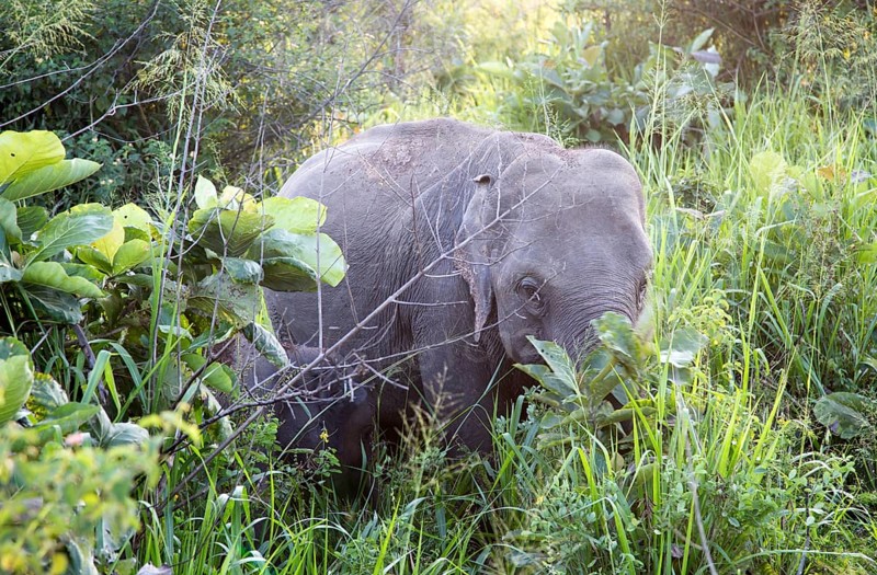 Wild elephants in Hurulu Eco Park biosphere reserve, Habarana, Anuradhapura District, Sri Lanka, Asia