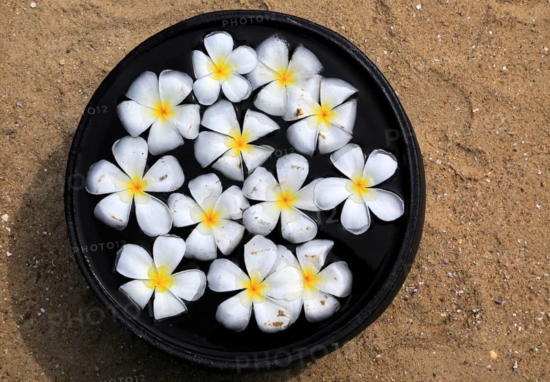 Bowl of floating frangipani flowers, Maalu Maalu Resort hotel beach, Pasikudah Bay, Eastern Province, Sri Lanka, Asia