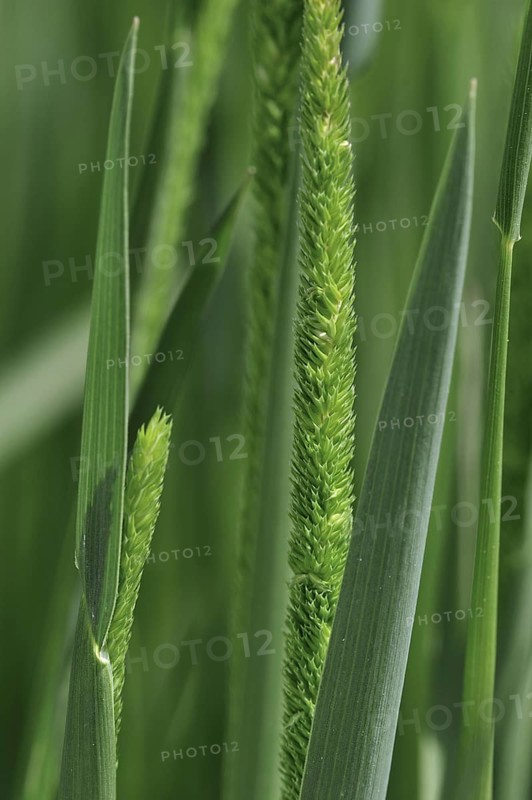 Purple-stem catstail, Boehmer's cats-tail (Phleum phleoides), native to Europe, North Africa and temperate Asia