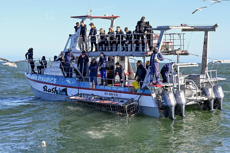 Tourists cage diving near Gaansbai, Western Cape Province, South Africa, Africa