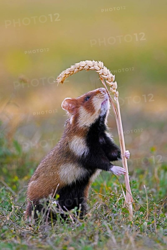 European hamster, Eurasian hamster, black-bellied hamster, common hamster (Cricetus cricetus) standing up to reach for wheat spike, ear in field