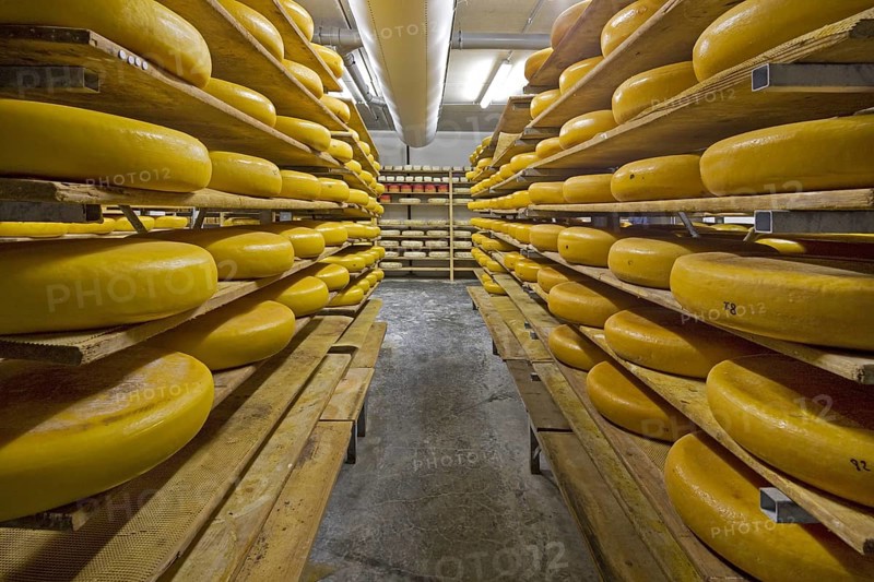 Regional artisan wheel cheeses aging on shelves in cheese dairy, Belgium, Europe