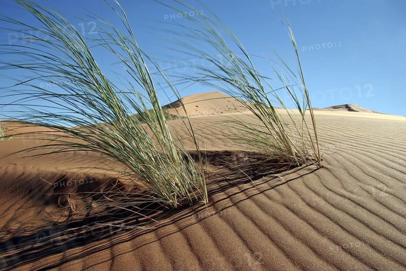 Dune bushman grass, dune reeds (Stipagrostis amabilis) on sand dune in the Namib desert, Namibia, South Africa, Africa
