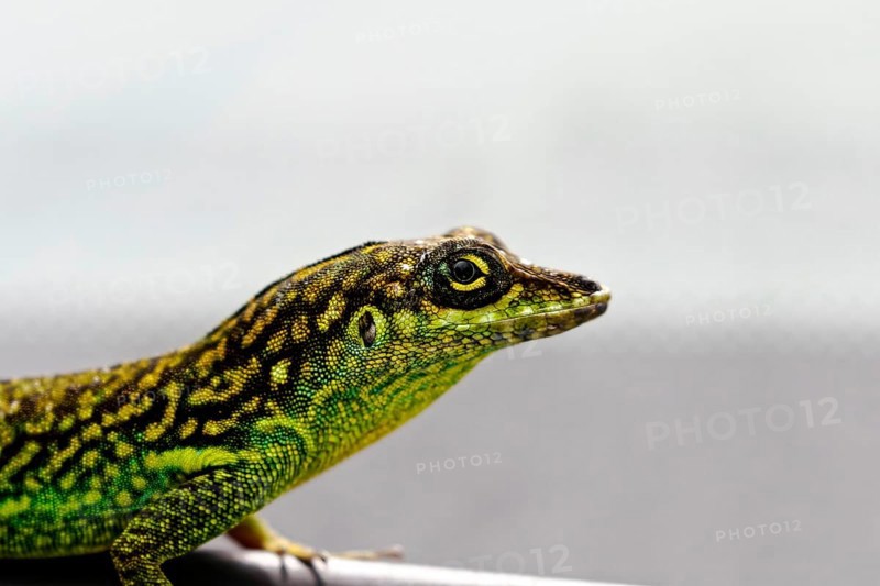 Close-up of a small reptile with detailed skin texture, Martinique, France, North America