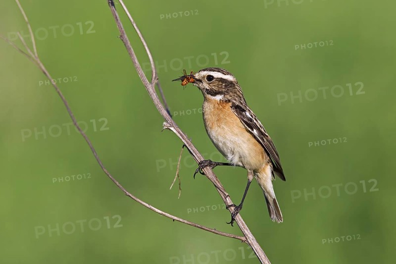Whinchat (Saxicola rubetra) female with prey in beak, Germany, Europe