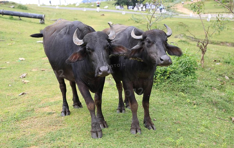 Two water buffalo yoked together, Polonnaruwa, North Central Province, Sri Lanka, Asia