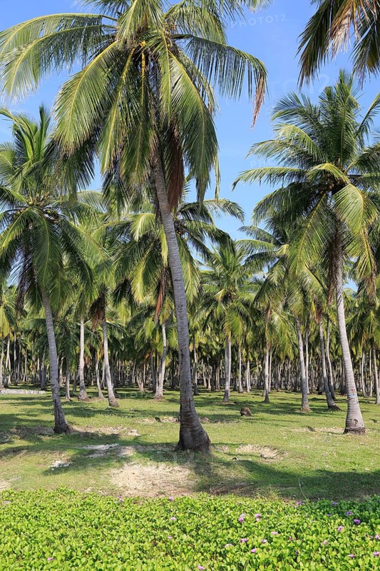 Coconut tree plantation, Pasikudah Bay, Eastern Province, Sri Lanka, Asia