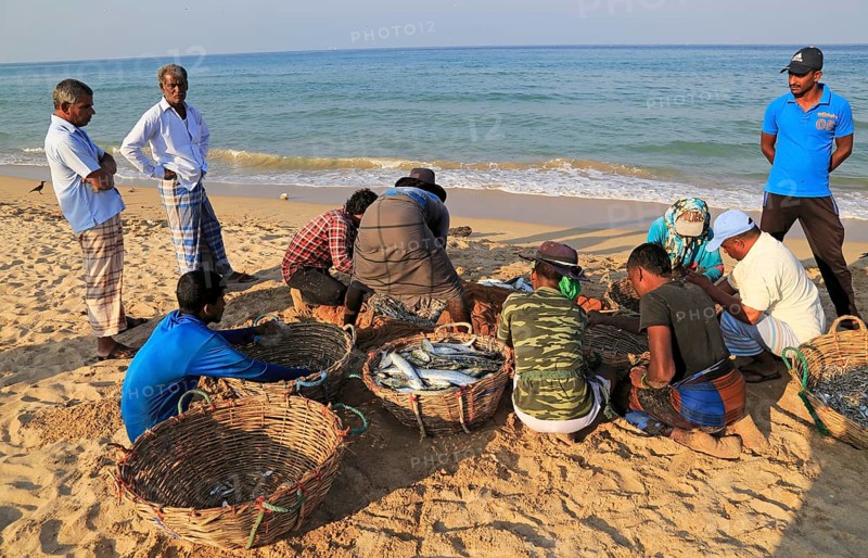 Sorting the cash on beach traditional seine fishing Nilavelli beach, near Trincomalee, Eastern province, Sri Lanka, Asia