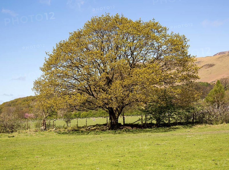 Oak tree in early summer, Buttermere, Lake District national park, Cumbria, England, UK