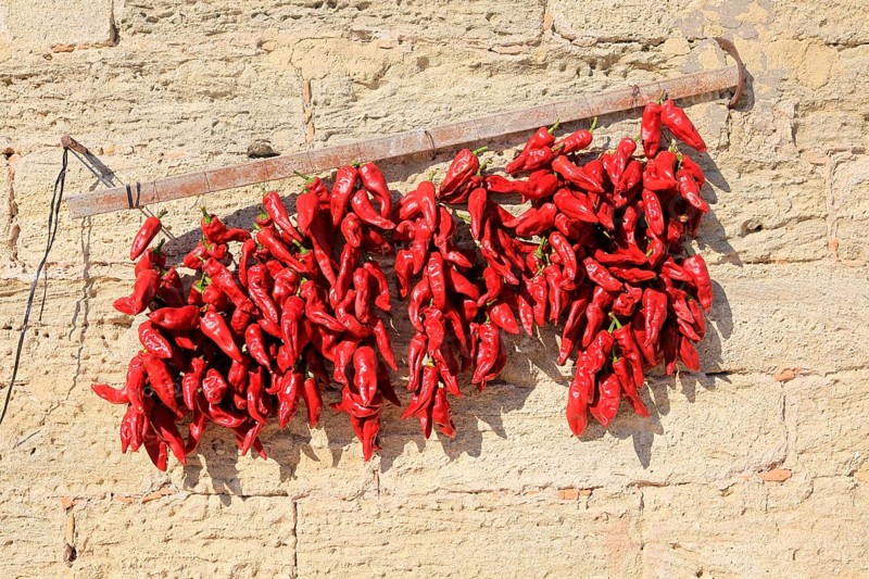Red chilli peppers drying in the sun, Vejer de la Frontera, Cadiz Province, Spain, Europe