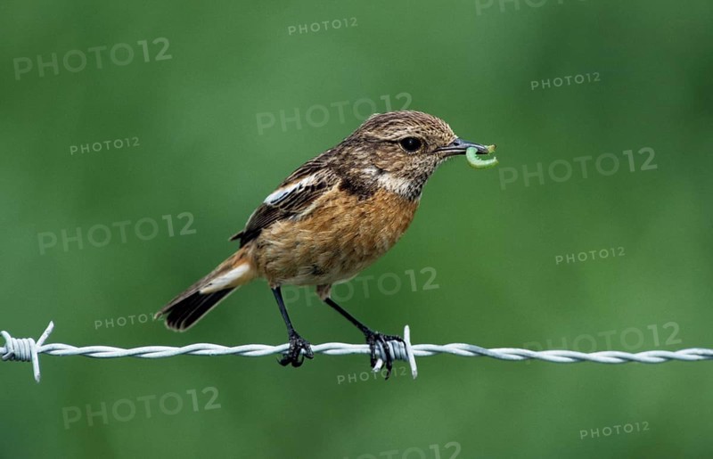 African Stonechat (Saxicola torquata) female with caterpillar sitting on barbwire along field