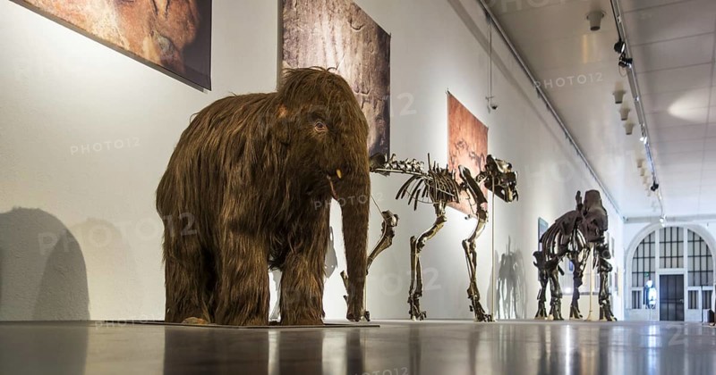 Replica of baby woolly mammoth (Mammuthus primigenius) and skeletons of other prehistoric animals in the Cinquantenaire Museum in Brussels, Belgium, Europe