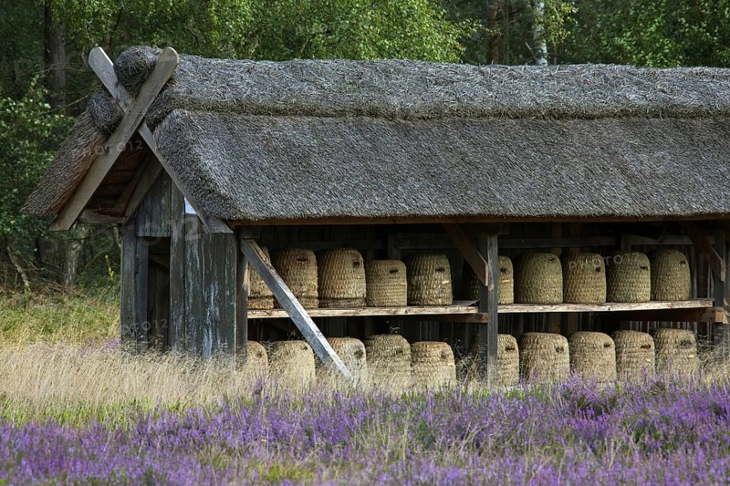 Bee hives, beehives, skeps in rustic shelter of apiary in the Lueneburg Heath, Lunenburg Heathland, Lower Saxony, Germany, Europe